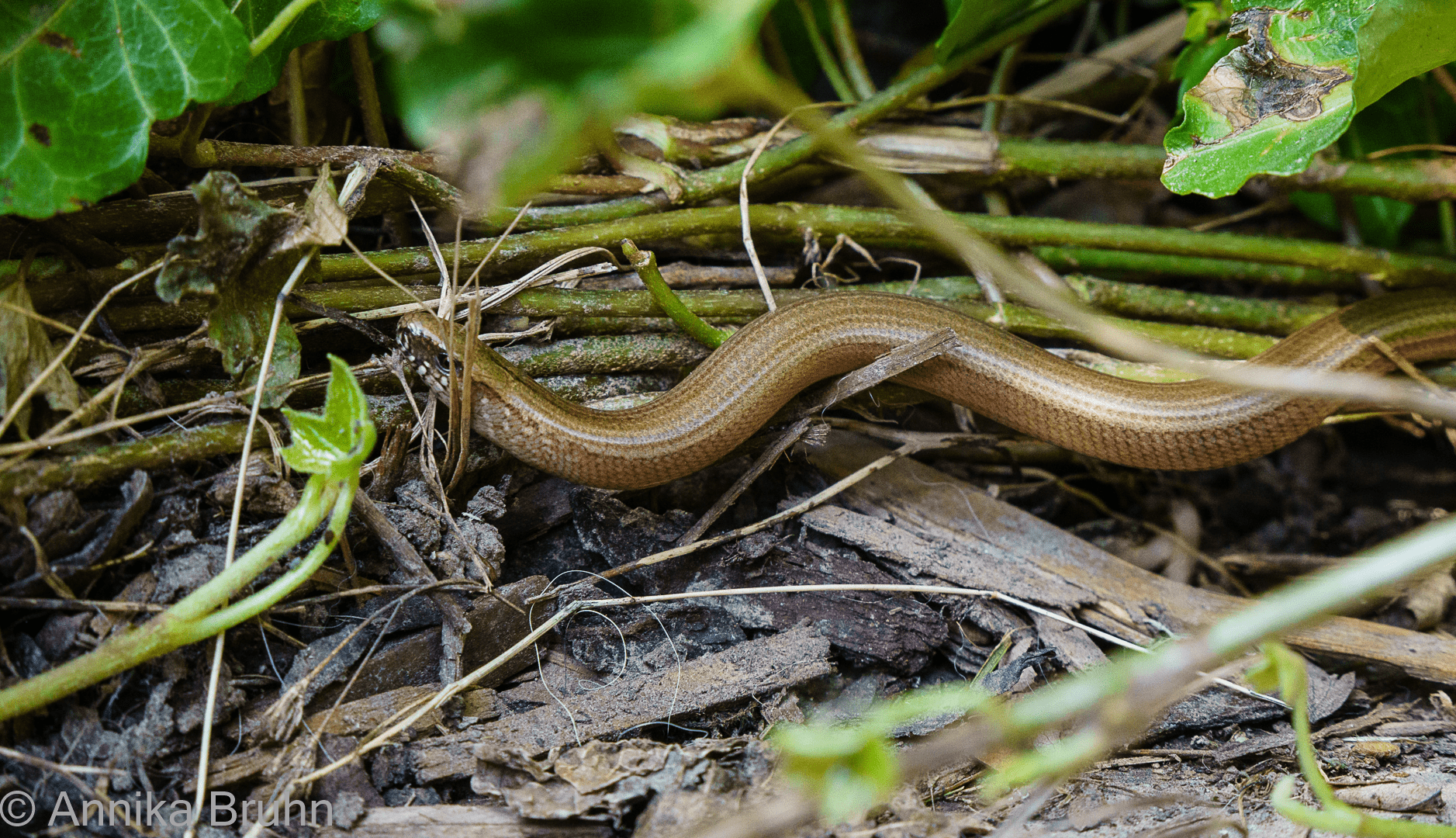 Kleiner Besucher im Garten!